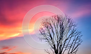 Bare Tree Silhouette against Beautiful Sunset Sky