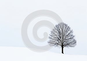 Bare tree silhouette against a bright white winter sky snow