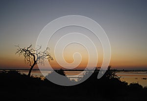 BARE TREE IN SILHOUETTE AGAINST SUNSET OVER WIDE CHOBE RIVER