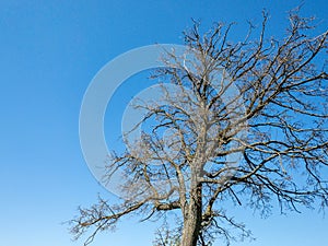 Bare tree silhouette on blue sky background. old tree in spring