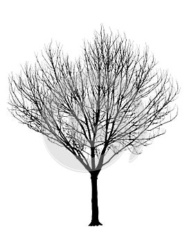 Bare Tree Silhouette Isolation