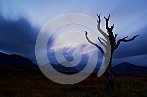 Bare tree silhouetted at dusk