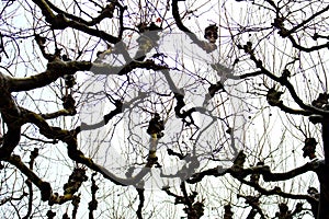 Bare tree silhouettes against winter cloudy sky. Bare branches under snow. Winter wood.