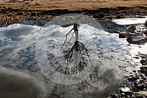 Bare tree and sky reflection in a mountain pond