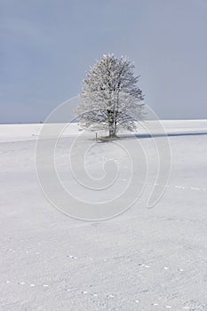 Bare tree in snow