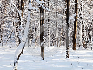 bare tree in snow-covered forest in sunny day