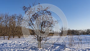 A bare tree in a snowdrift. Dried fruits are visible on the branches.