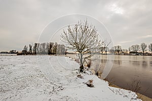 Bare tree on the snowy edge of a lake