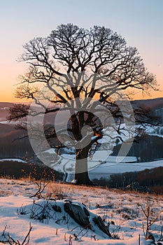 Bare tree in snowy field under sunset sky, surrounded by ecoregion landscape