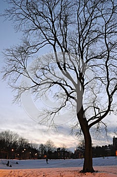 Bare tree in a snowy winter park at dusk