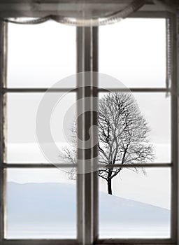 Bare tree in sparse winter landscape