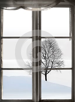 Bare tree in sparse winter landscape photo