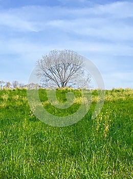 Bare Tree in Spring Pasture of Wildflowers