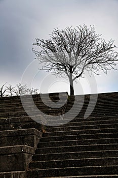 bare tree stairs and moody sky