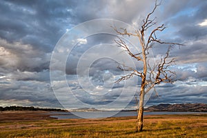 Bare tree standing on the shore of Hume Lake