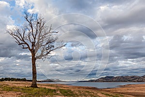 Bare tree standing on the shore of Hume Lake photo