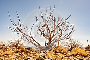 Bare Tree Stands Alone In The Desert Above Carlsbad Caverns