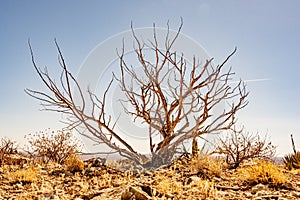 Bare Tree Stands Alone In The Desert Above Carlsbad Caverns photo