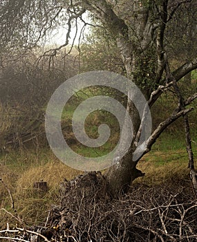 A lone tree devoid of leaves is on a hillside among green grass.