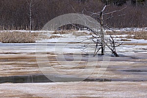 Bare tree sticking out of colourful half-frozen LÃ©on-Provencher marsh in early spring