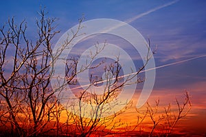 Bare tree at sunset