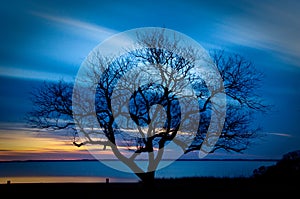 Bare tree in the sunset