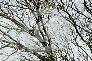 Bare tree with thin branches and snatchy leaves againt the overcast sky