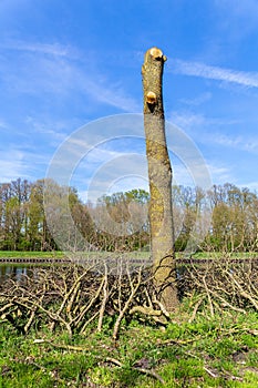 Bare tree trunk with heap of pruned branches