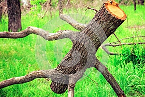 Bare tree trunk or snag with branches lying on the green grass in the park