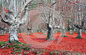 Bare tree trunks in autumn forest photo