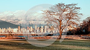 Bare Tree With Vancouver Skyline