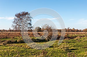 Bare tree in a vast autumnal landscape