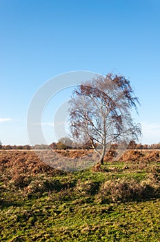 Bare tree in a vast autumnal landscape