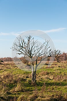 Bare tree in a vast autumnal landscape