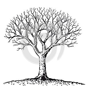 Bare tree (vector)