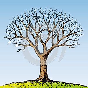 Bare tree (vector)