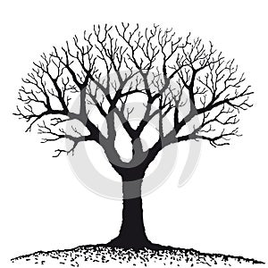 Bare tree (vector)