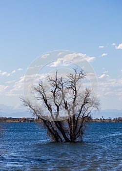 Bare tree in the water. Barr Lake State Park, Colorado