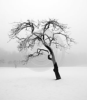 Bare tree in winter