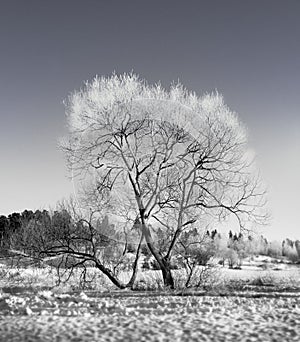 Bare tree in winter