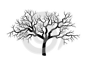 Bare tree winter design isolated on white background photo