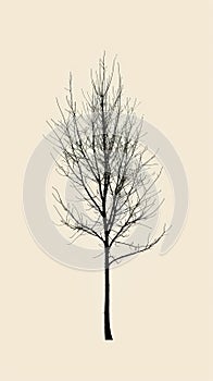 Bare Tree in Winter