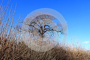 Bare tree in a woodland landscape under a clear blue sky