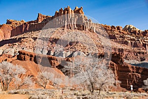 Bare trees agains red rock cliffs, Capitol Reef National Park, Utah, USA