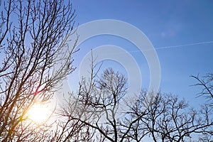 Bare trees against the blue sky. The bright sun shines through the branches