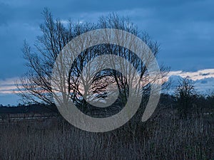 bare trees against a colorful evening sky in the Flemish countryside