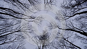 Bare trees against the dark winter sky