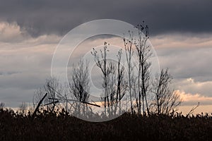 Bare trees against a moody sky, with one of them broken