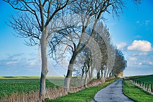 Bare trees along a lonely country road through a vast rural landscape