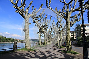 Bare trees along the Rhein River in early spring